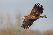 Seeadler